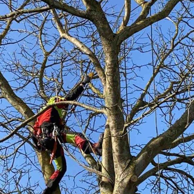 homme coupe des branches