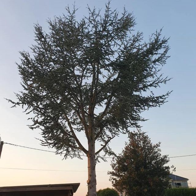 arbre élagué